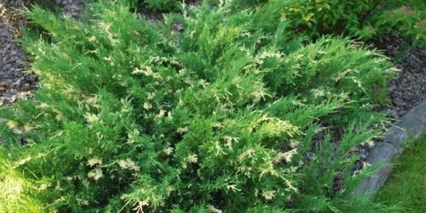 Juniper variegata: opis i karakteristike sorte